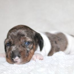 Hudson - Dapple male Dachshund puppy in Fairfax, Iowa from Grayson’s Lovable Dachshunds