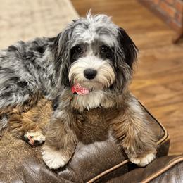Australian Mountain Doodles, Bernedoodles, and Cavapoos from Boxwood Doodles