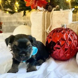 Yorkshire Terrier Puppies from Yorkie Fever