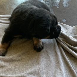 Rottweiler Puppies from Rottitales