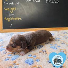 Roam - Chocolate and cream male Dachshund puppy in Hoquiam, Washington from Heyd's Mini Dachshunds