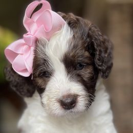 Phyllis - Bernedoodle puppy in Washougal, Washington from Sandy Creek Bernedoodles