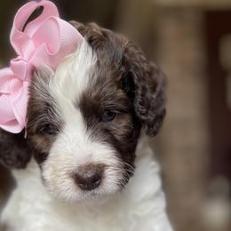 Phyllis - Bernedoodle puppy in Washougal, Washington from Sandy Creek Bernedoodles