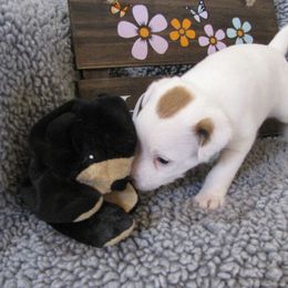 Jack Russell Terrier Puppies from Spritely Jack Russell Terriers