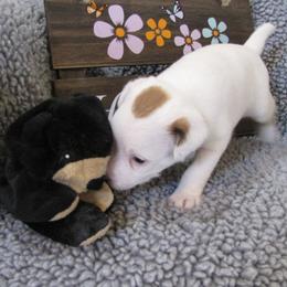 Jack Russell Terrier Puppies from Spritely Jack Russell Terriers