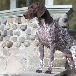 German Shorthaired Pointer All Grown Up from Windward German Shorthaired Pointers