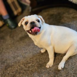 Nilla - Pug