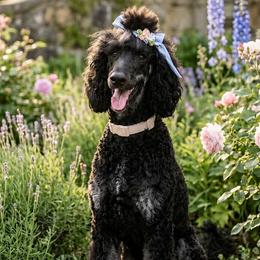 Porsche - Poodle