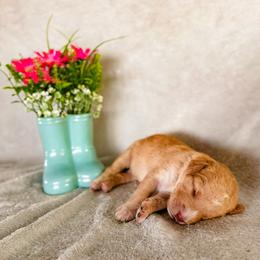 Honeysuckle (Honey) - Apricot female Labradoodle puppy in Elizabeth City, North Carolina from Howdy Doodles