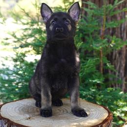 Moxie - Sable female German Shepherd puppy in Coarsegold, California from Yosemite Shepherds