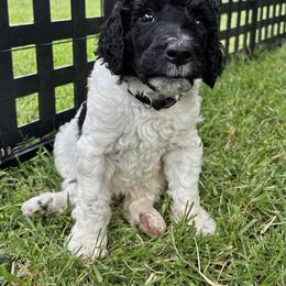 Lucasta - Black Collar - Parti male Poodle puppy in Monroe, North Carolina from The Klepper Homestead