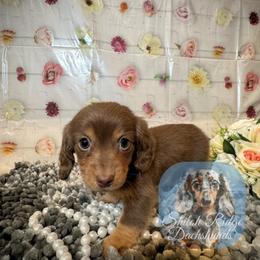 Minnie Mae - Chocolate and tan female Dachshund puppy in Adamsville, Tennessee from Shiloh Ridge Dachshunds