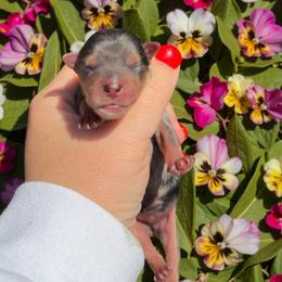 Vivian - Parti female Yorkshire Terrier puppy in Midland, Texas from Southern Yorkie Pies