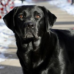 Labrador Retrievers from Mission Ready Retrievers