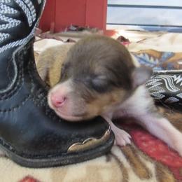 Nashville - Sable and white male Collie puppy in Morocco, Indiana from Collegiate Bassets and Rheign Collies