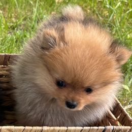 Pomeranian Puppies from Maine Pom’s