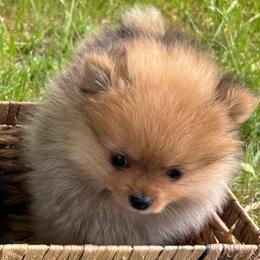 Pomeranian Puppies from Maine Pom’s