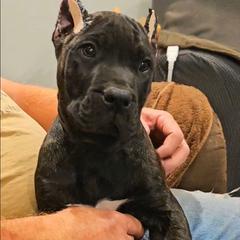 Brown Collar - Tiger male Perro de Presa Canario puppy in Pocahontas, Illinois from Cabeza Grande Kennel