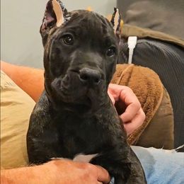 Brown Collar - Tiger male Perro de Presa Canario puppy in Pocahontas, Illinois from Cabeza Grande Kennel