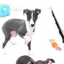 Tiffany Male 1 - Blue male Italian Greyhound puppy in Caryville Fl And Sparta Tn, Tennessee from Summerwind Kennel
