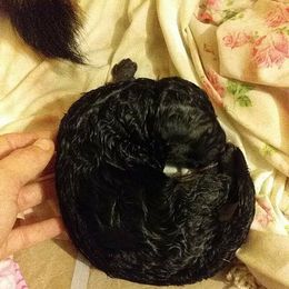 German Shepherd Puppies from Countryside Kennel