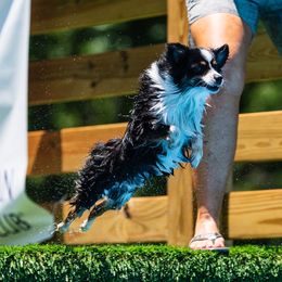 Hank    - Toy Australian Shepherd