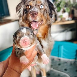 Australian Shepherd Puppies from Ember Aussies NJ/NY/PA