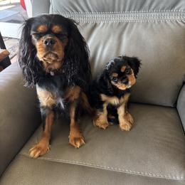 Cavalier King Charles Spaniel Puppies from Crosby's Cavaliers