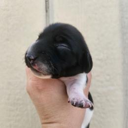Penny - Piebald female Dachshund puppy in Cedarcreek, Missouri from Cedarcreek Dachshunds