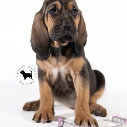Purple Girl - Black and tan Bloodhound puppy in Wamego, Kansas from Flint Hills Hounds