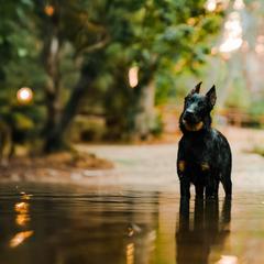 Beauceron All Grown Up from Feu des Étoiles