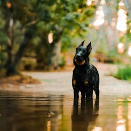 Beauceron All Grown Up from Feu des Étoiles