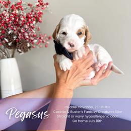 Pegasus - White male Cavapoo puppy in South Jordan, Utah from Wonderful World Doodles