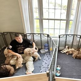 Goldendoodle Puppies from Gracie Doodles CT