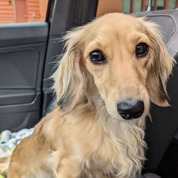 Twinkie - Dachshund