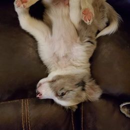 Border Collie Puppies from Cascade Sun Kennels