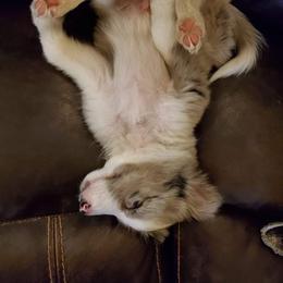 Border Collie Puppies from Cascade Sun Kennels