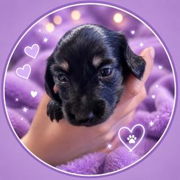 Olive - Black and cream female Dachshund puppy in Proctor, Montana from Blue Star Dachshunds