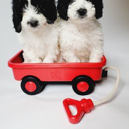 Aussiedoodle, Miniature Australian Shepherd, and Poodle Puppies from Fine and Dandy Aussiedoodles