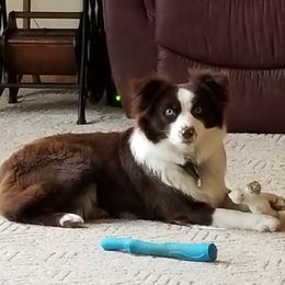 Charlee - Miniature Australian Shepherd
