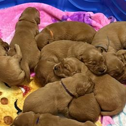 Golden Retrievers from Beach Cities Golden Retrievers