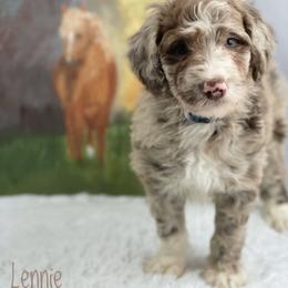 Aussiedoodle and Australian Shepherd Puppies from Dunroamin Farms Australian Shepherds and Aussiedoodles