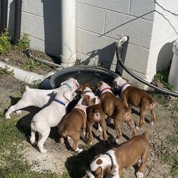 Boxers from David's Boxers