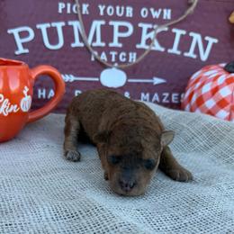 Pikachu - Red merle female Bordoodle puppy in Canfield, Ohio from Poo's Doo's & Inu's