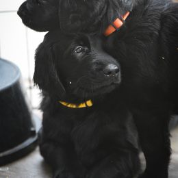 Flat-Coated Retriever Puppies from DesertFire Flat-Coated Retrievers