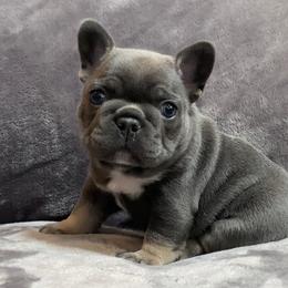 Petey - Blue male French Bulldog puppy in Las Vegas, Nevada from Haus of Sin City Hunz