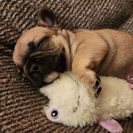 French Bulldog Puppies from Fair Oaks Frenchies