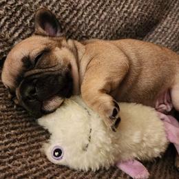 French Bulldog Puppies from Fair Oaks Frenchies