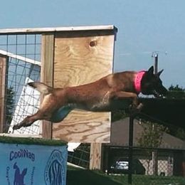 Belgian Malinois from Izac's Home Belgian Malinois