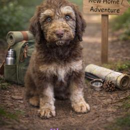 Eleven - Phantom female Bernedoodle puppy in Bennett, Colorado from Darling Paws, LLC